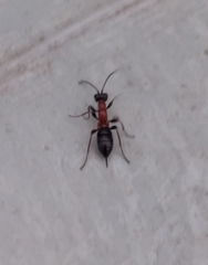 Thaumatogelis gallicus