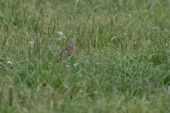Alauda arvensis japonica