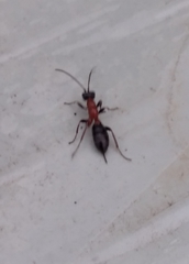 Thaumatogelis gallicus