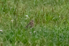 Alauda arvensis japonica