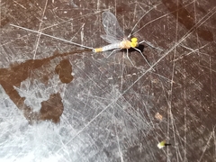 Baetis fuscatus
