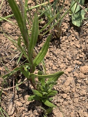 Helichrysum miconiifolium