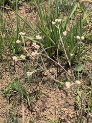 Helichrysum miconiifolium