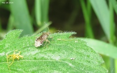 Rhopalus sapporensis