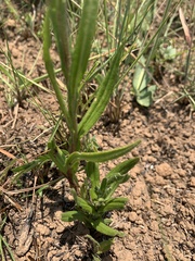 Helichrysum miconiifolium