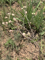 Helichrysum miconiifolium