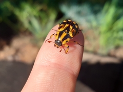 Stripsipher orientalis