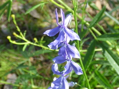Lobelia anatina