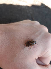 Stripsipher orientalis