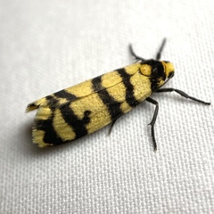 Scaptesyle equidistans