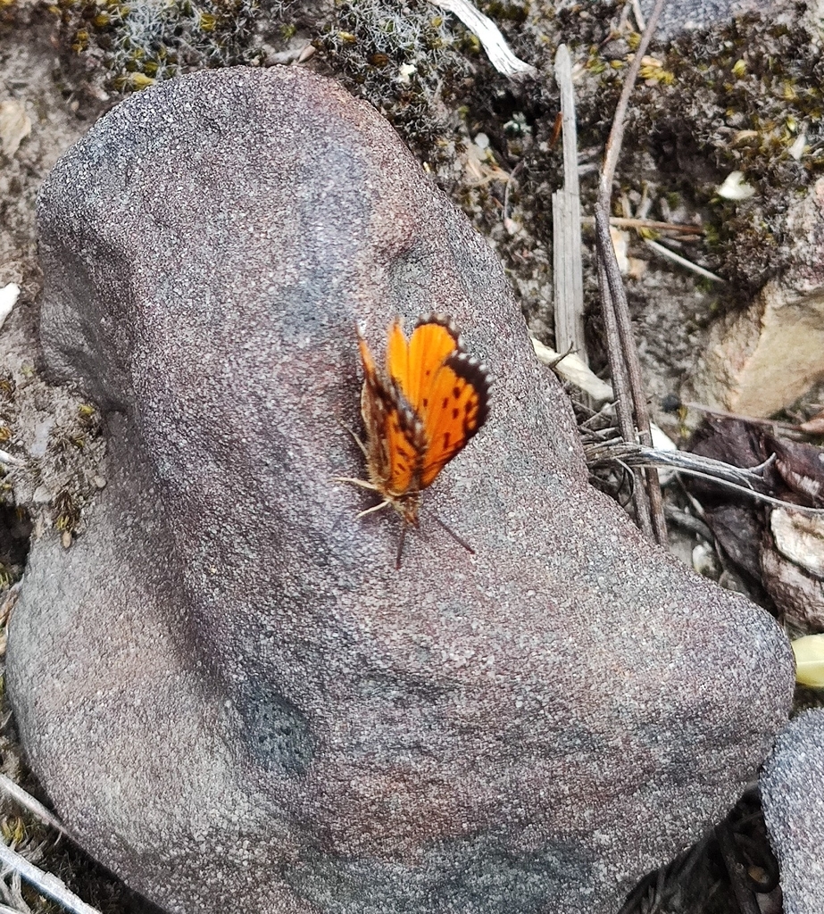 Chrysoritis endymion