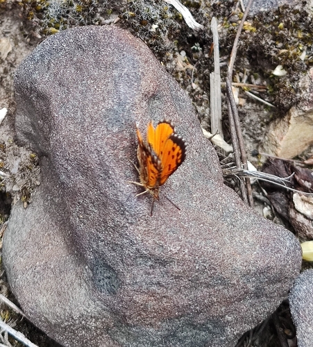 Chrysoritis endymion