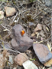 Chrysoritis endymion