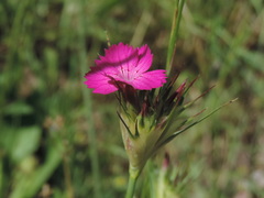 Dianthus balbisii