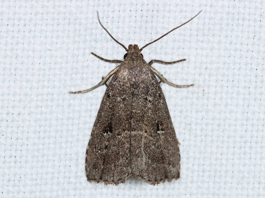 Shaded Hypenodes