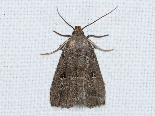 Shaded Hypenodes