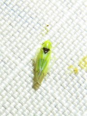 Erythridula penenoeva