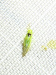 Erythridula penenoeva