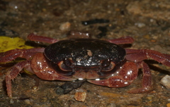 Geothelphusa dehaani