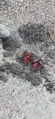 Neosarmatium meinerti