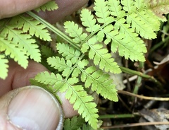 Dryopteris campyloptera