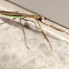 Tenodera sinensis