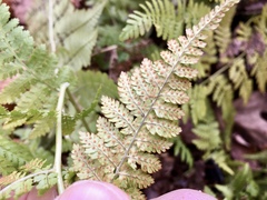 Dryopteris campyloptera