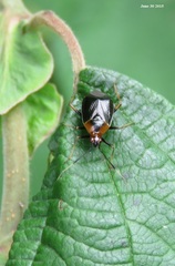 Deraeocoris ater