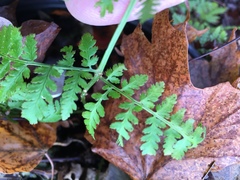 Dryopteris campyloptera