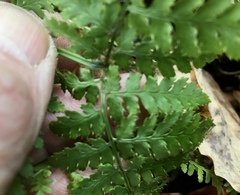Dryopteris campyloptera