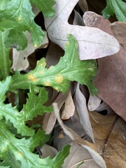 Puccinia lagenophorae