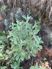 Helichrysum lepidissimum