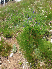 Festuca viridula