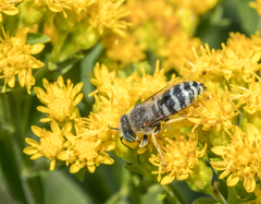 Bembix americana spinolae