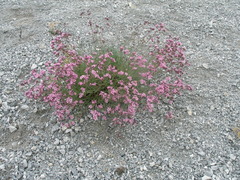 Gypsophila sambukii