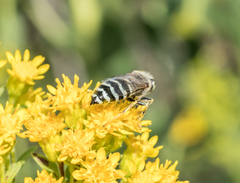 Bembix americana spinolae