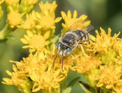Bembix americana spinolae