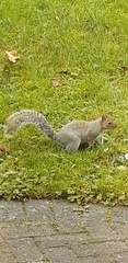 Sciurus carolinensis