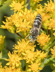 Bembix americana spinolae