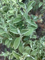 Helichrysum lepidissimum