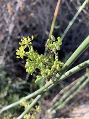 Foeniculum
