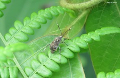 Eurystylus coelestialium