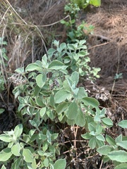 Helichrysum lepidissimum