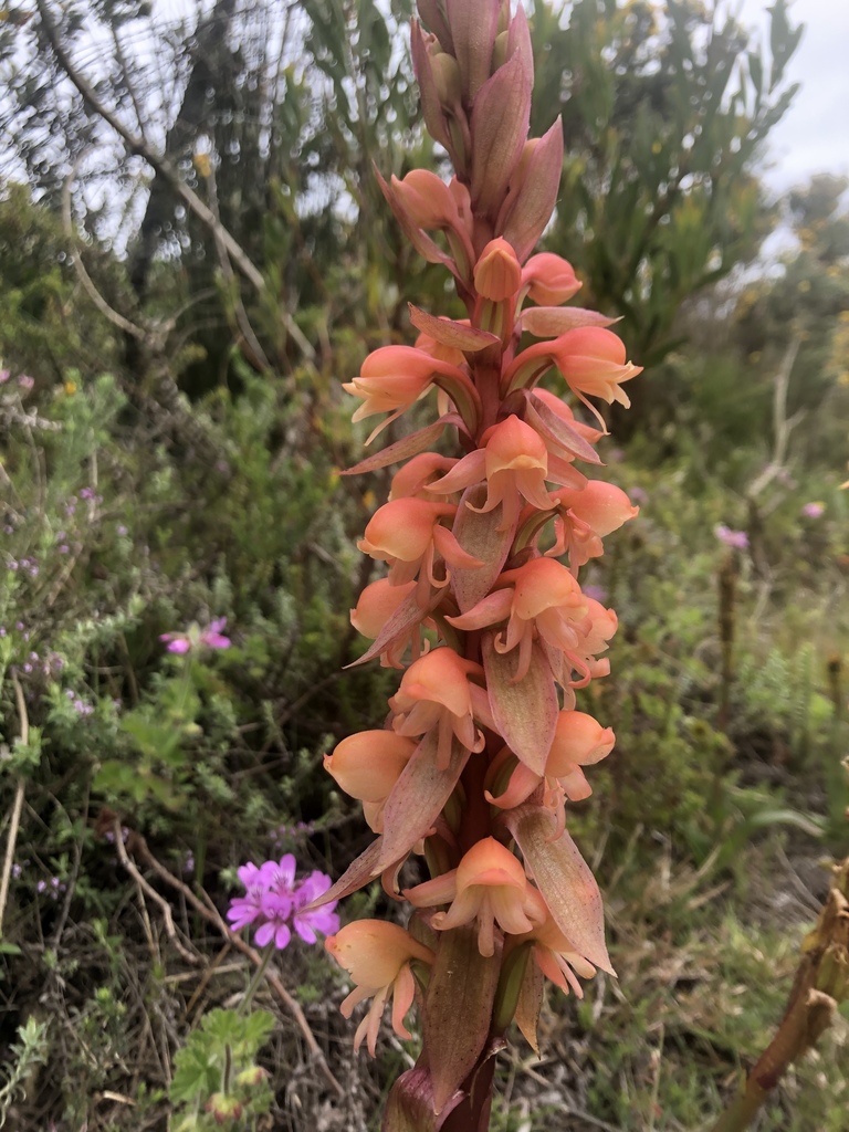 Satyrium carneum × coriifolium