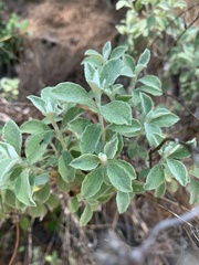 Helichrysum lepidissimum