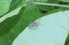 Eurystylus coelestialium