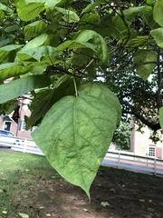 Catalpa bignonioides