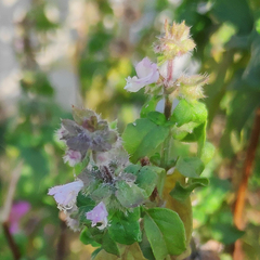 Ocimum basilicum