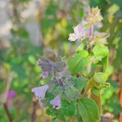 Ocimum basilicum