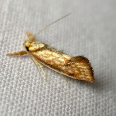 Crepidosceles chryserythra